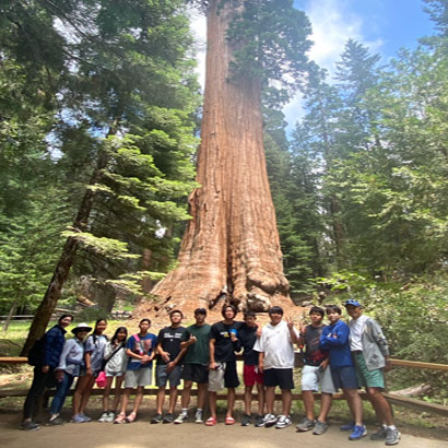 big-Sequoia3.jpg