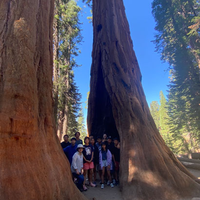 big-Sequoia7.jpg